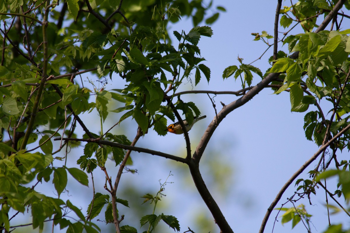 Blackburnian Warbler - ML635684264
