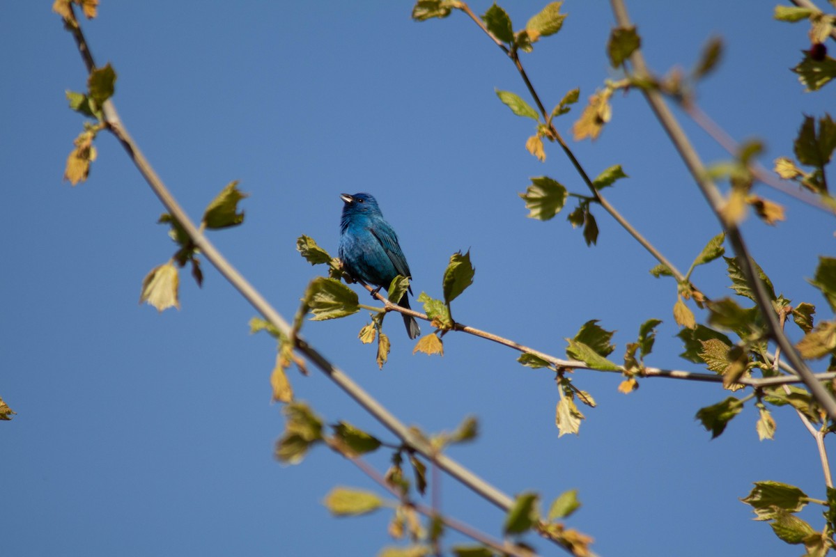 Indigo Bunting - ML635684267