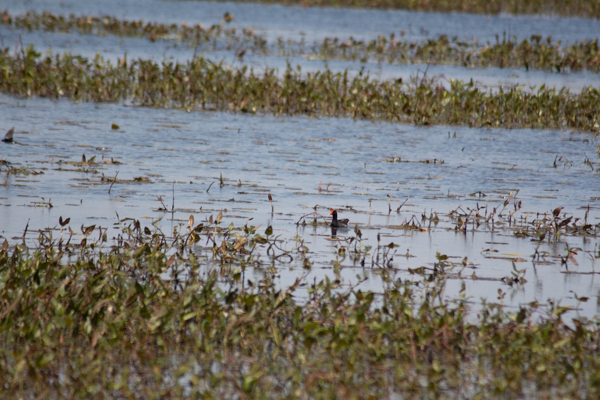 Common Gallinule - ML635684312