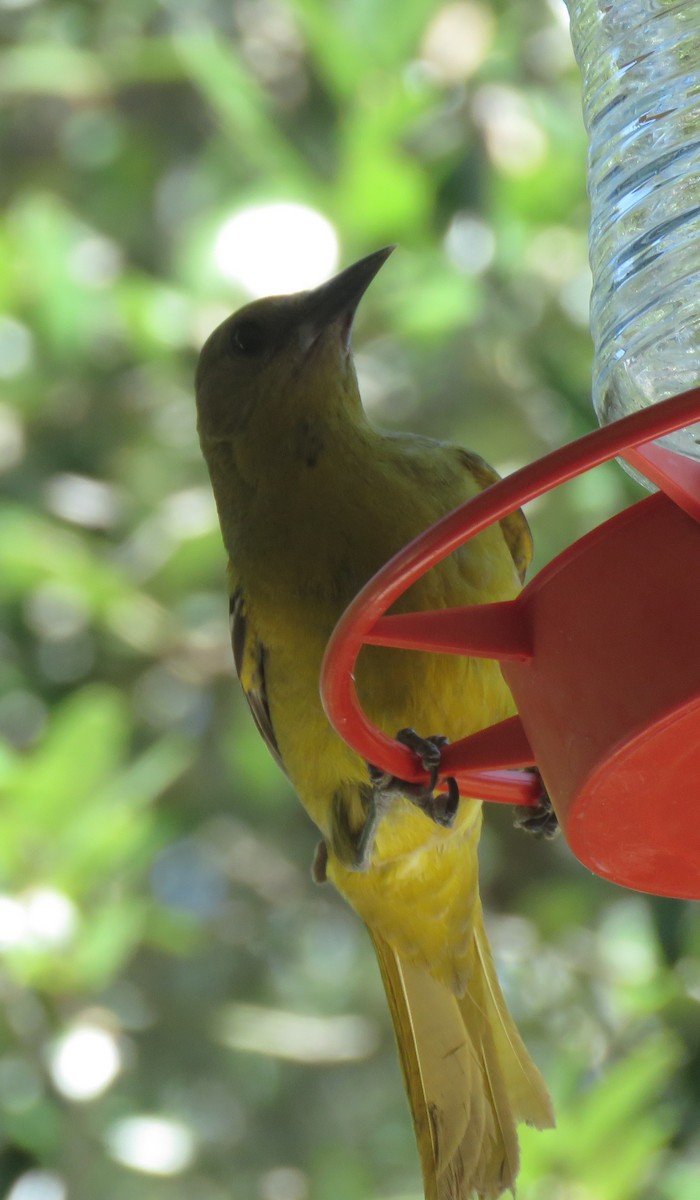 Scott's Oriole - ML635684316