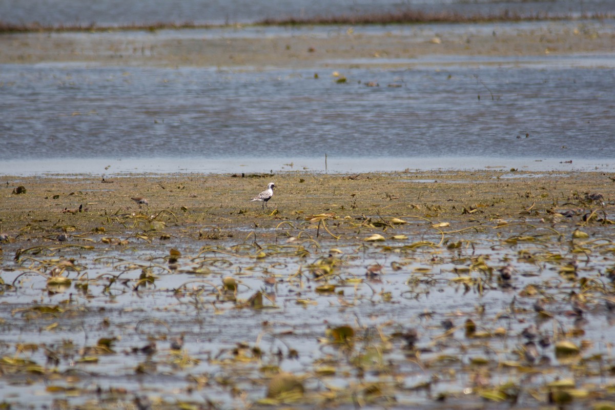 Black-bellied Plover - ML635684323