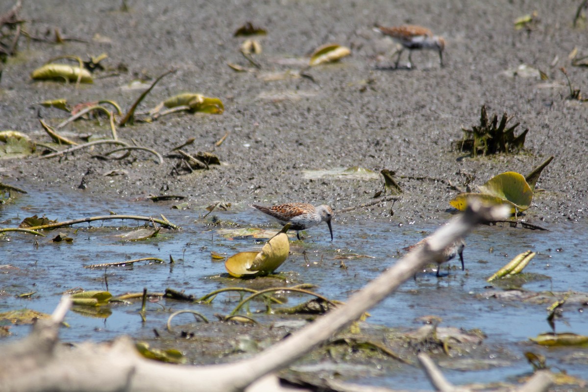 Dunlin - ML635684333