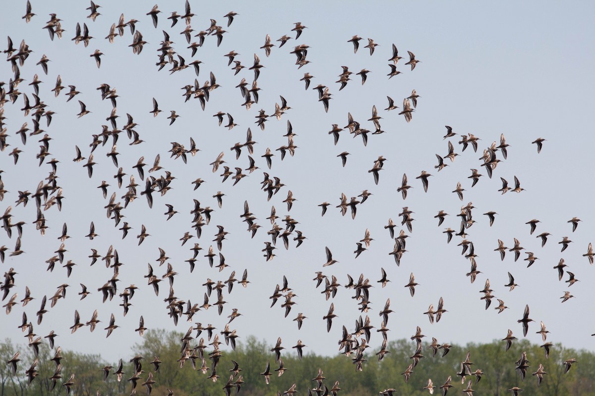 Dunlin - ML635684335