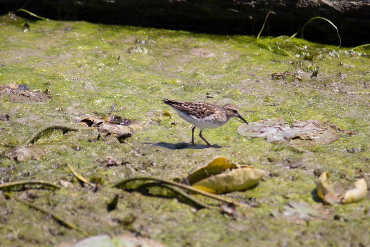 Least Sandpiper - ML635684338