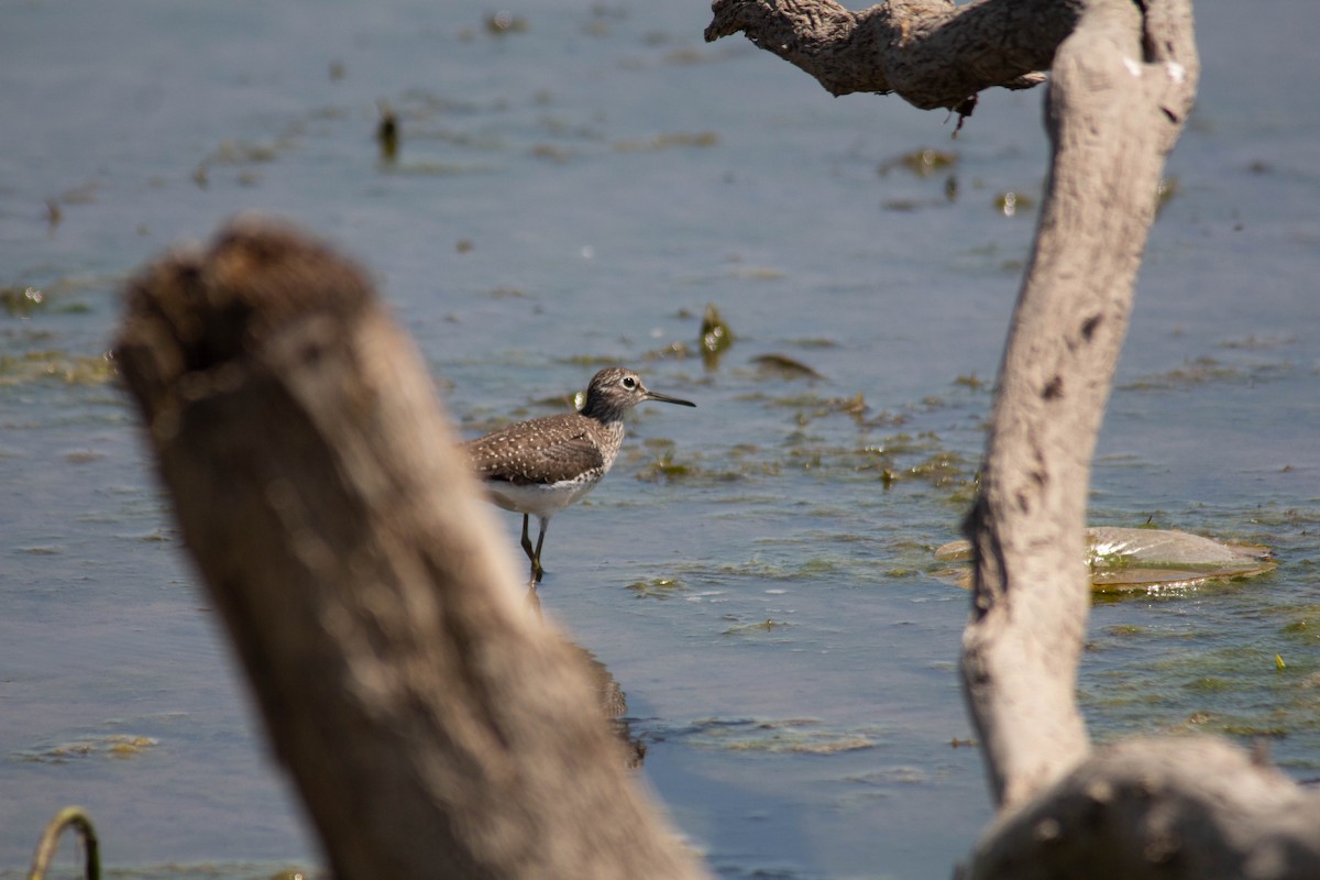 Solitary Sandpiper - ML635684351