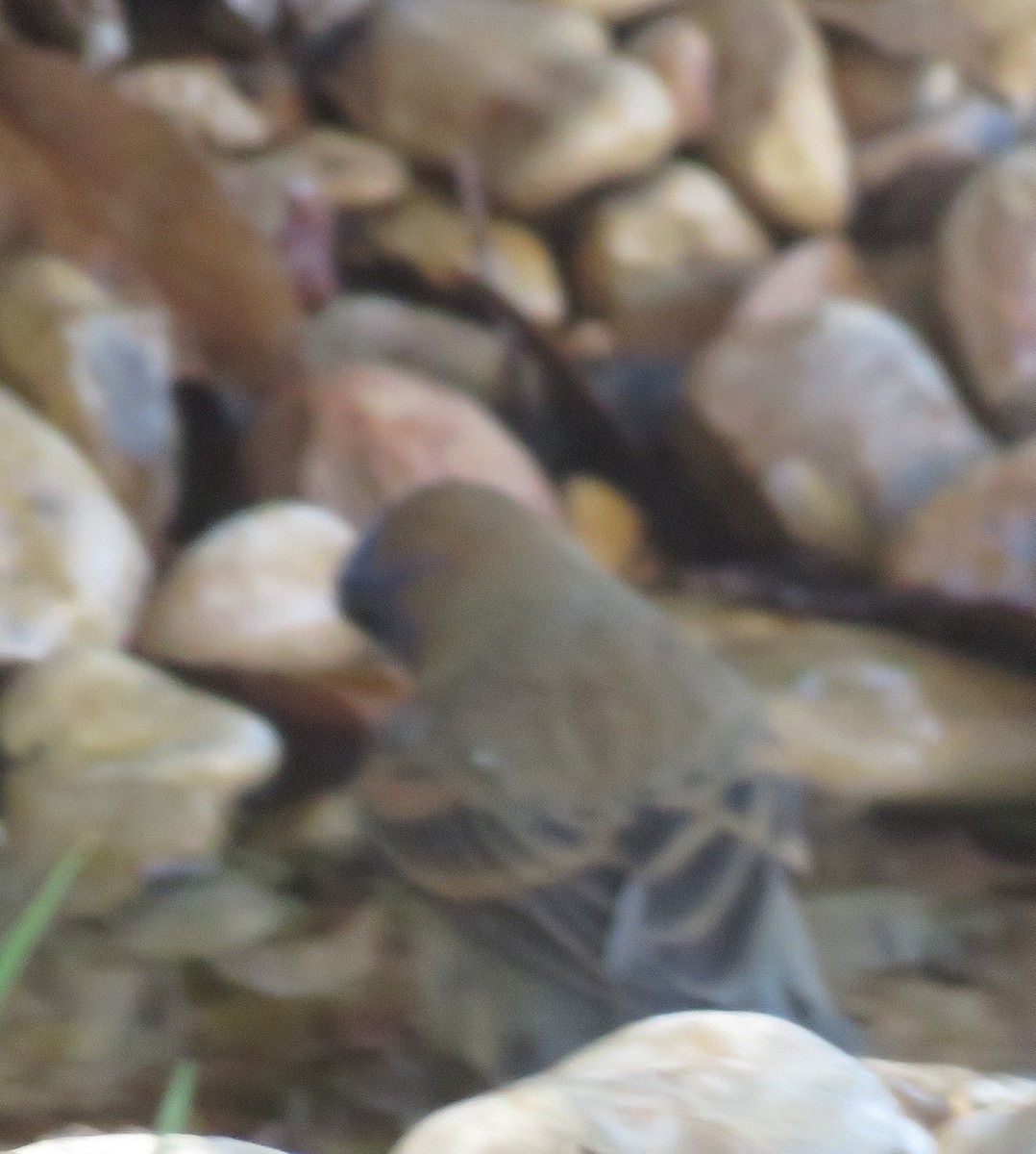 Blue Grosbeak - ML635684352