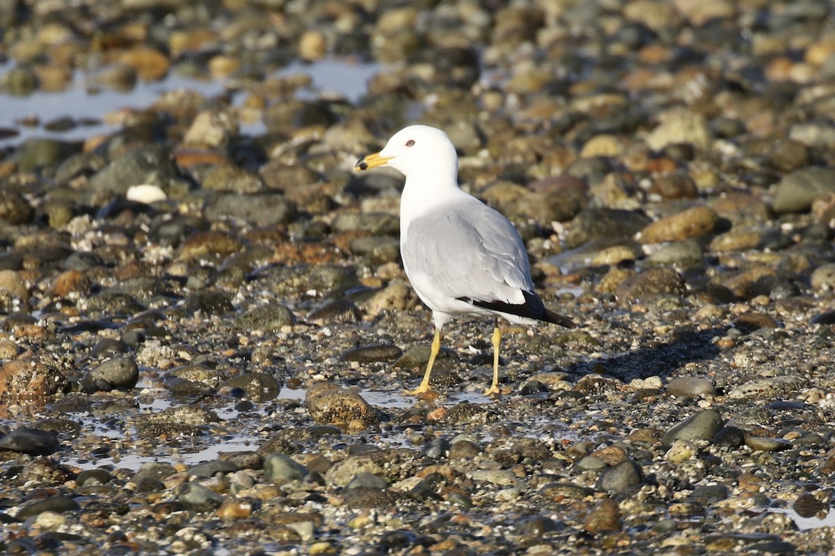 Ring-billed Gull - ML635684356