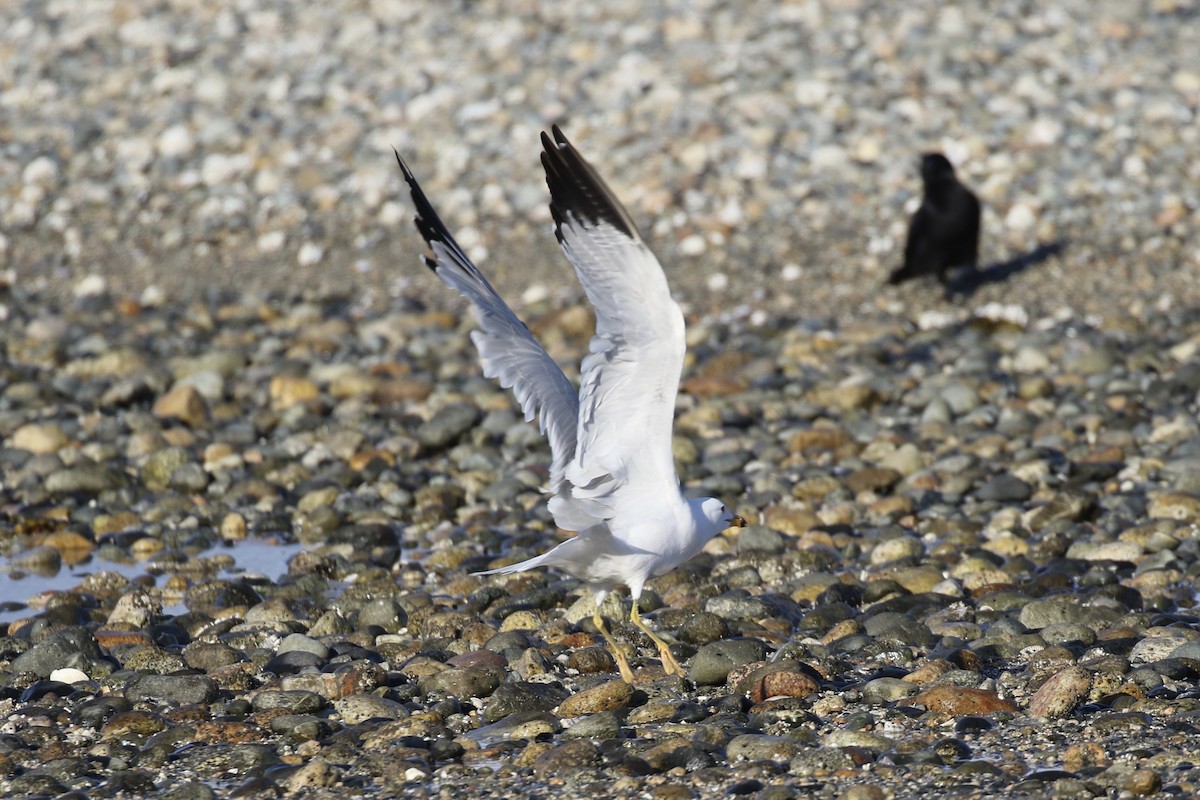 Ring-billed Gull - ML635684358