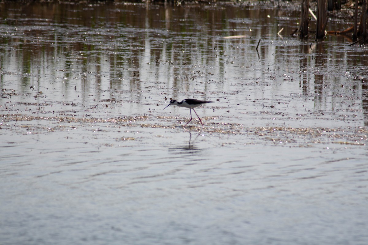 Black-necked Stilt - ML635684383