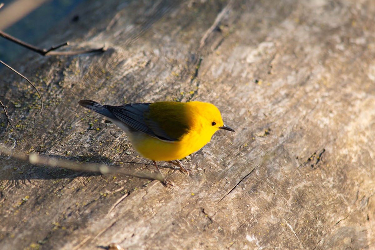 Prothonotary Warbler - ML635684402