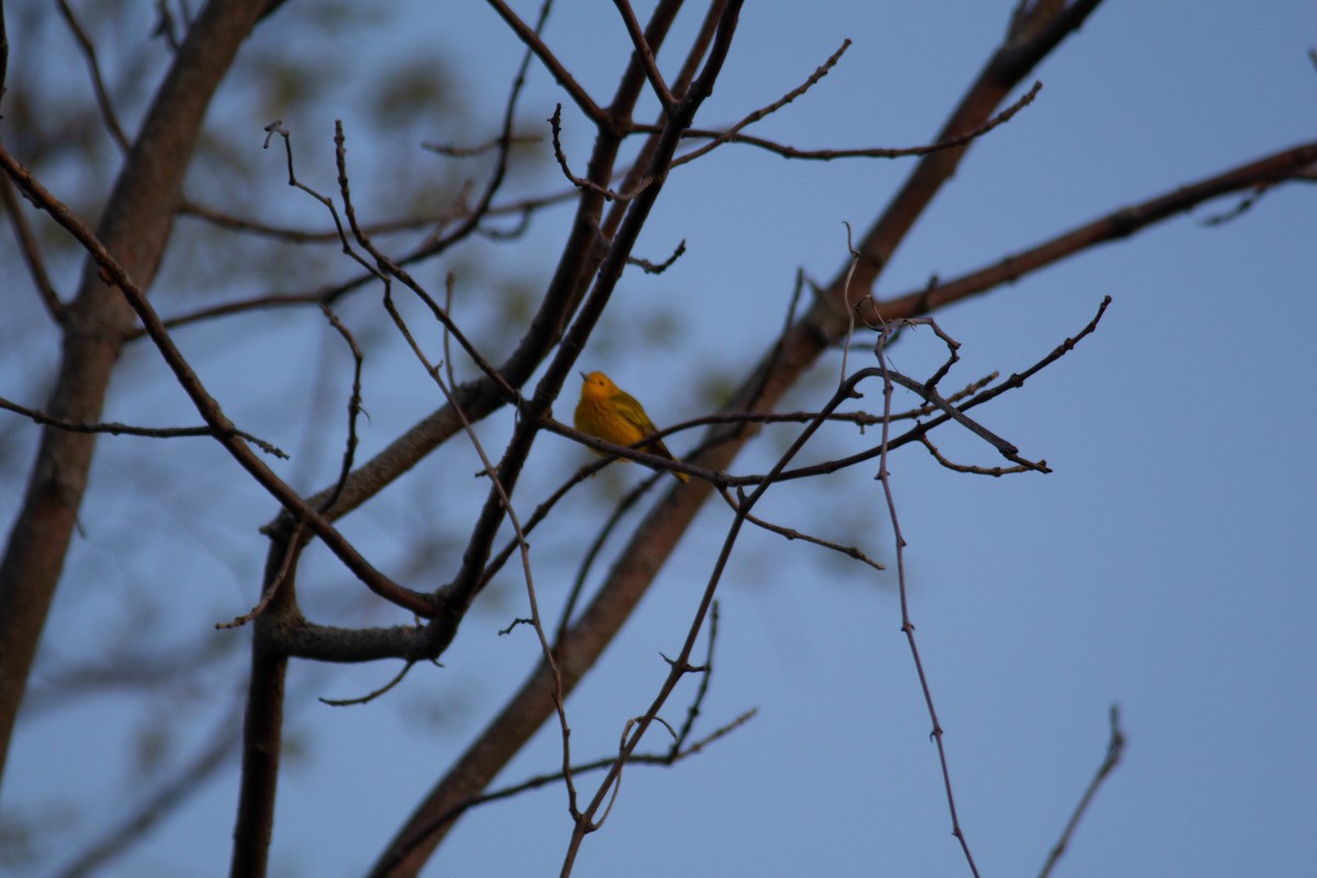 Northern Yellow Warbler - ML635684408