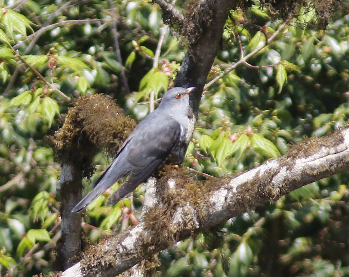 Хөхөөний тодорхойгүй зүйл - ML635684545