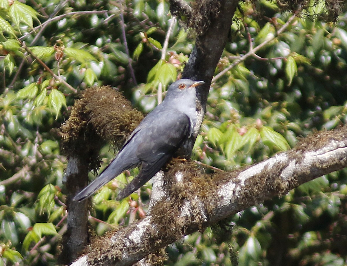 Хөхөөний тодорхойгүй зүйл - ML635684546