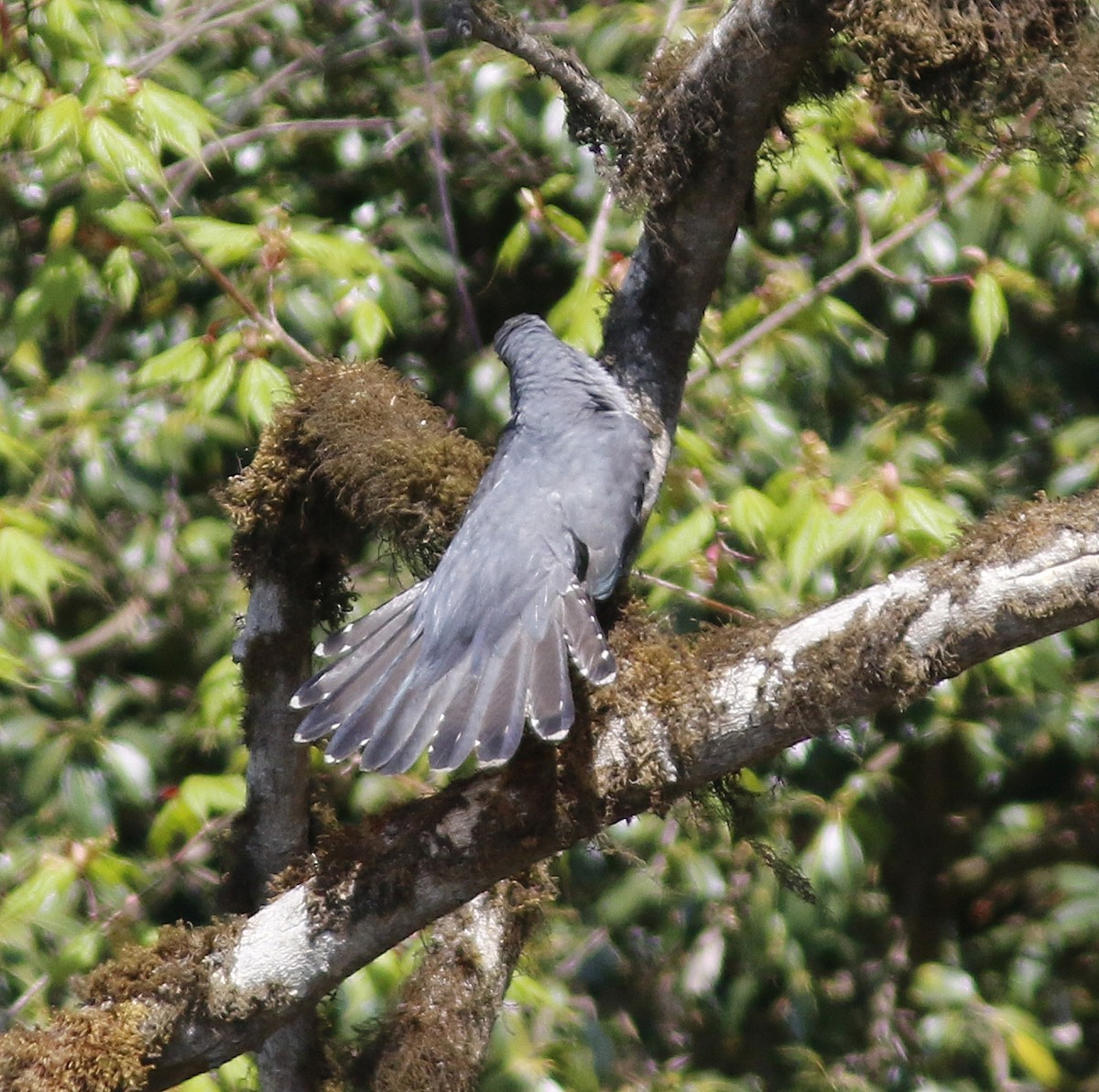 cuculidé sp. - ML635684547