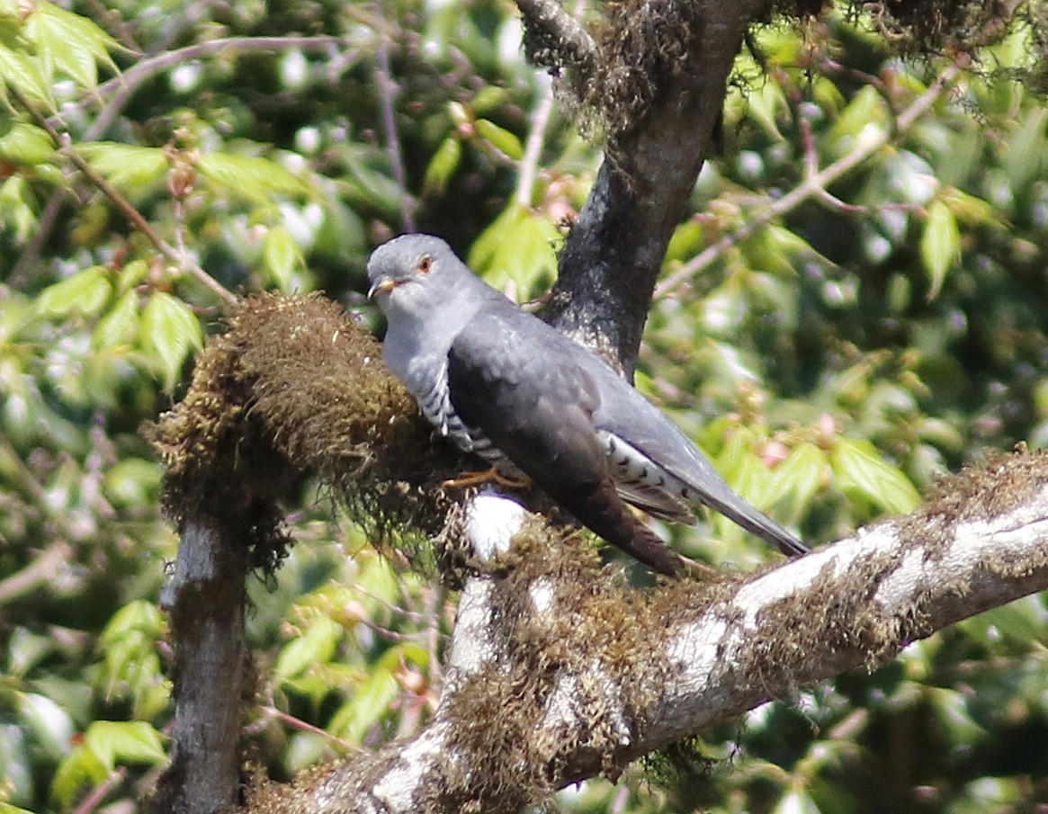 cuculidé sp. - ML635684548