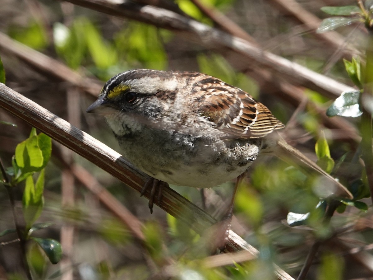 White-throated Sparrow - ML635684550
