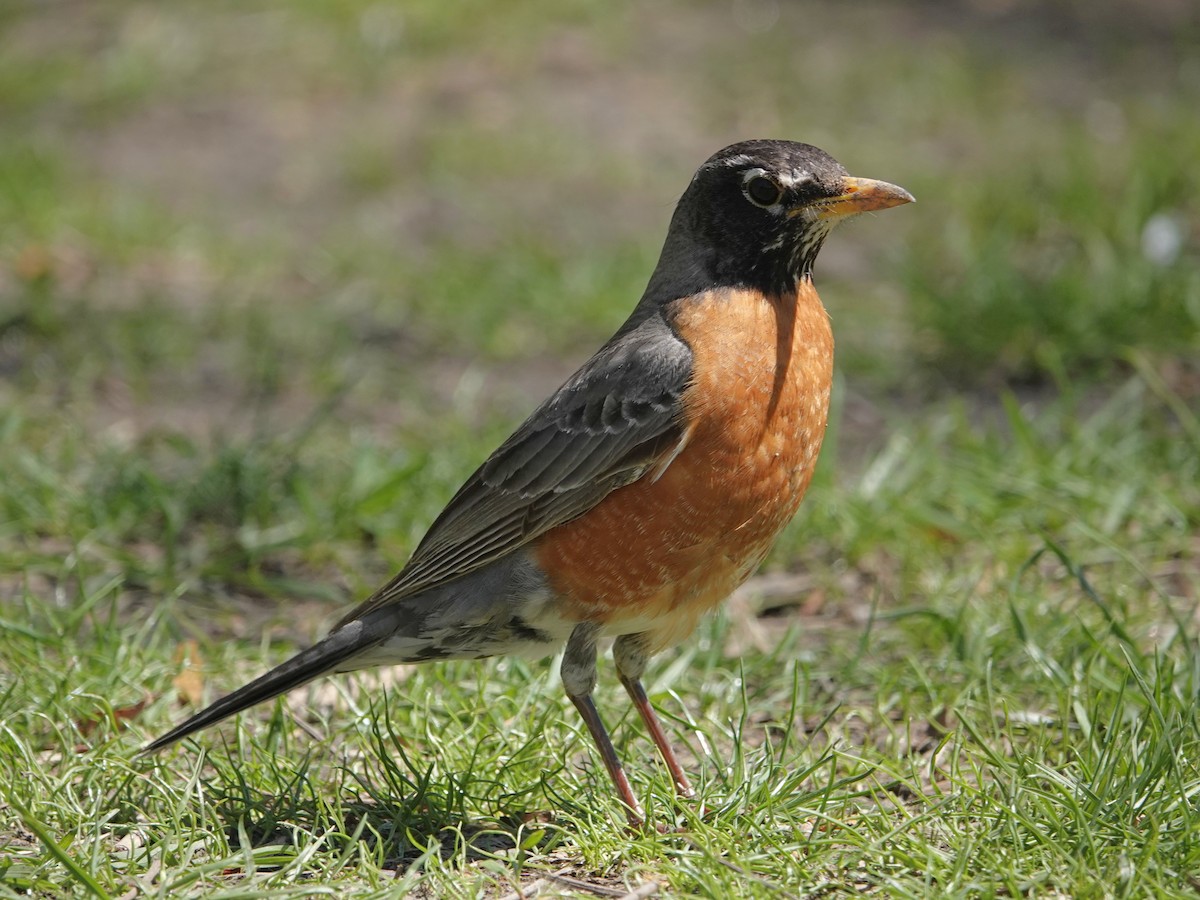 American Robin - ML635684577