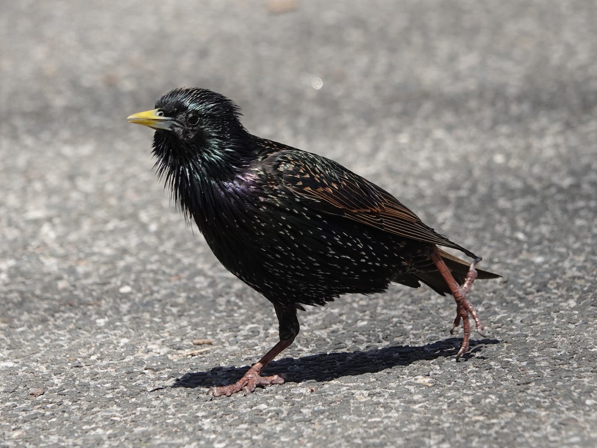 European Starling - ML635684610