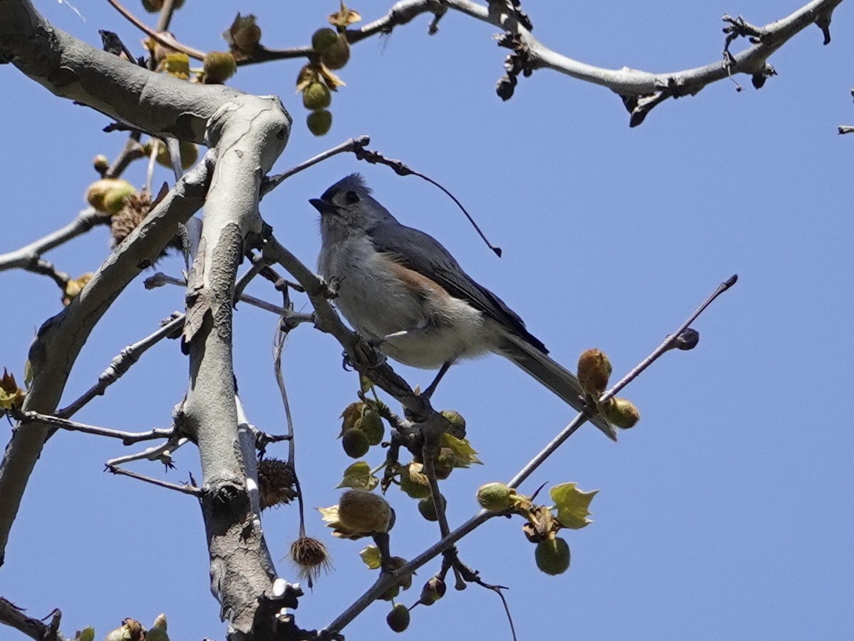Tufted Titmouse - ML635684622