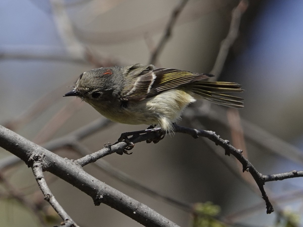 Ruby-crowned Kinglet - ML635684652