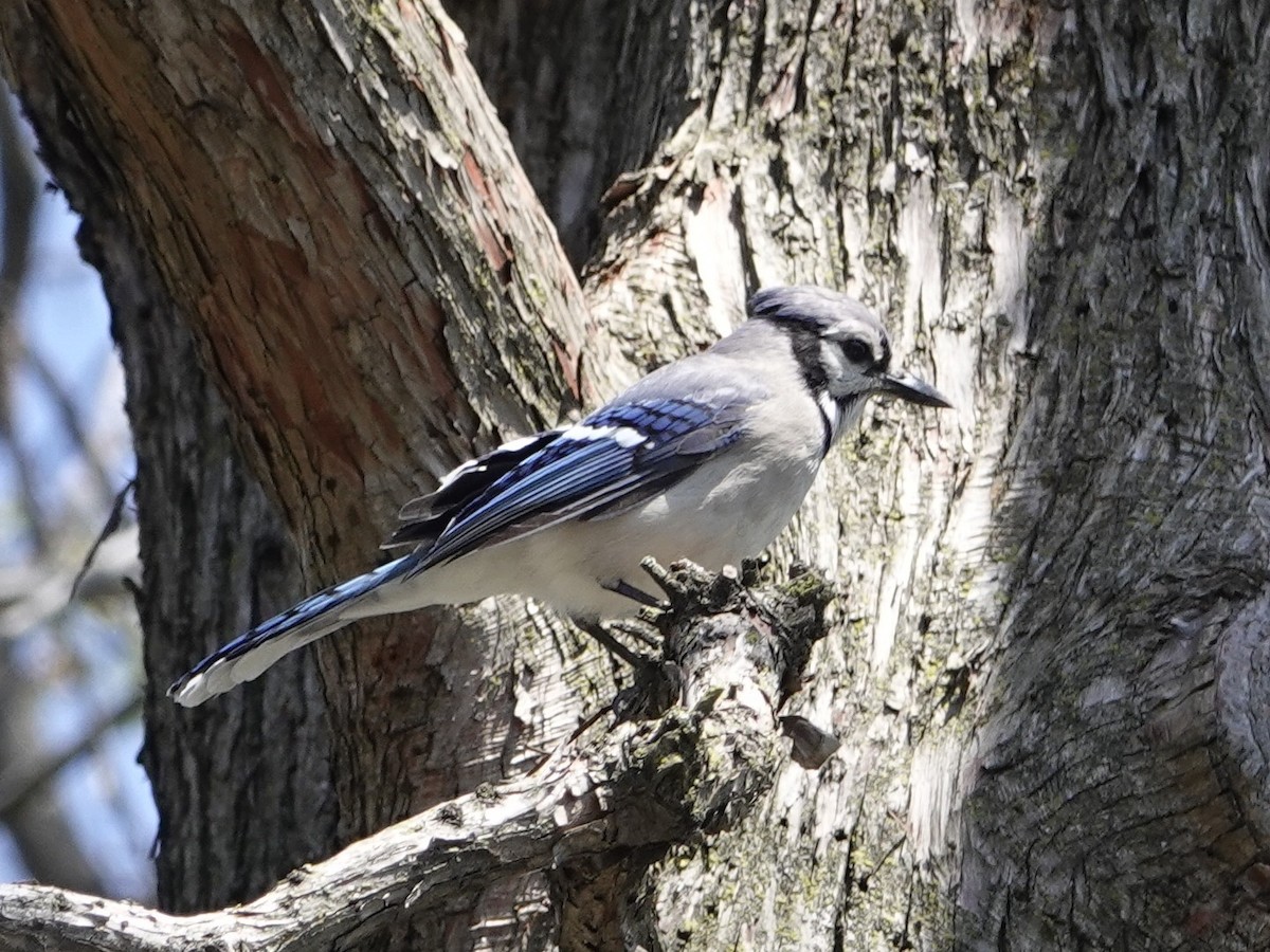 Blue Jay - ML635684667