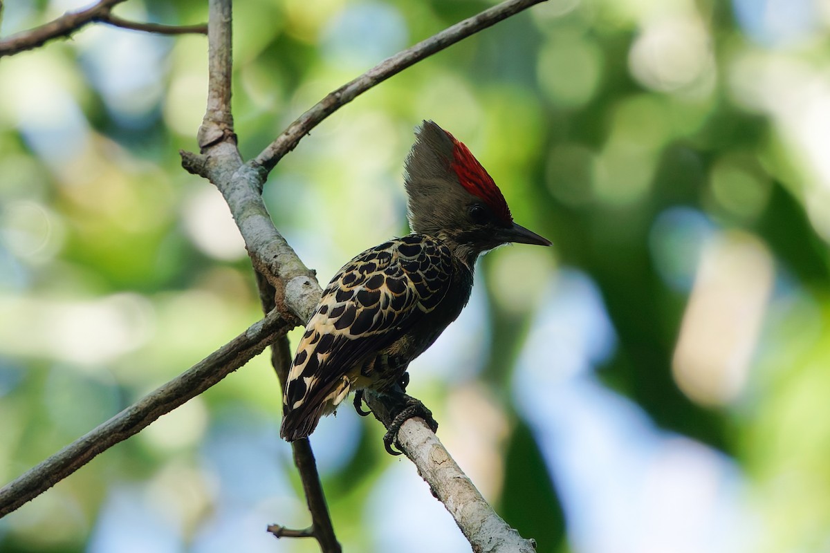 Gray-and-buff Woodpecker - ML635684706