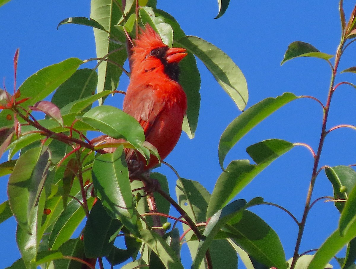 Northern Cardinal - ML635684793