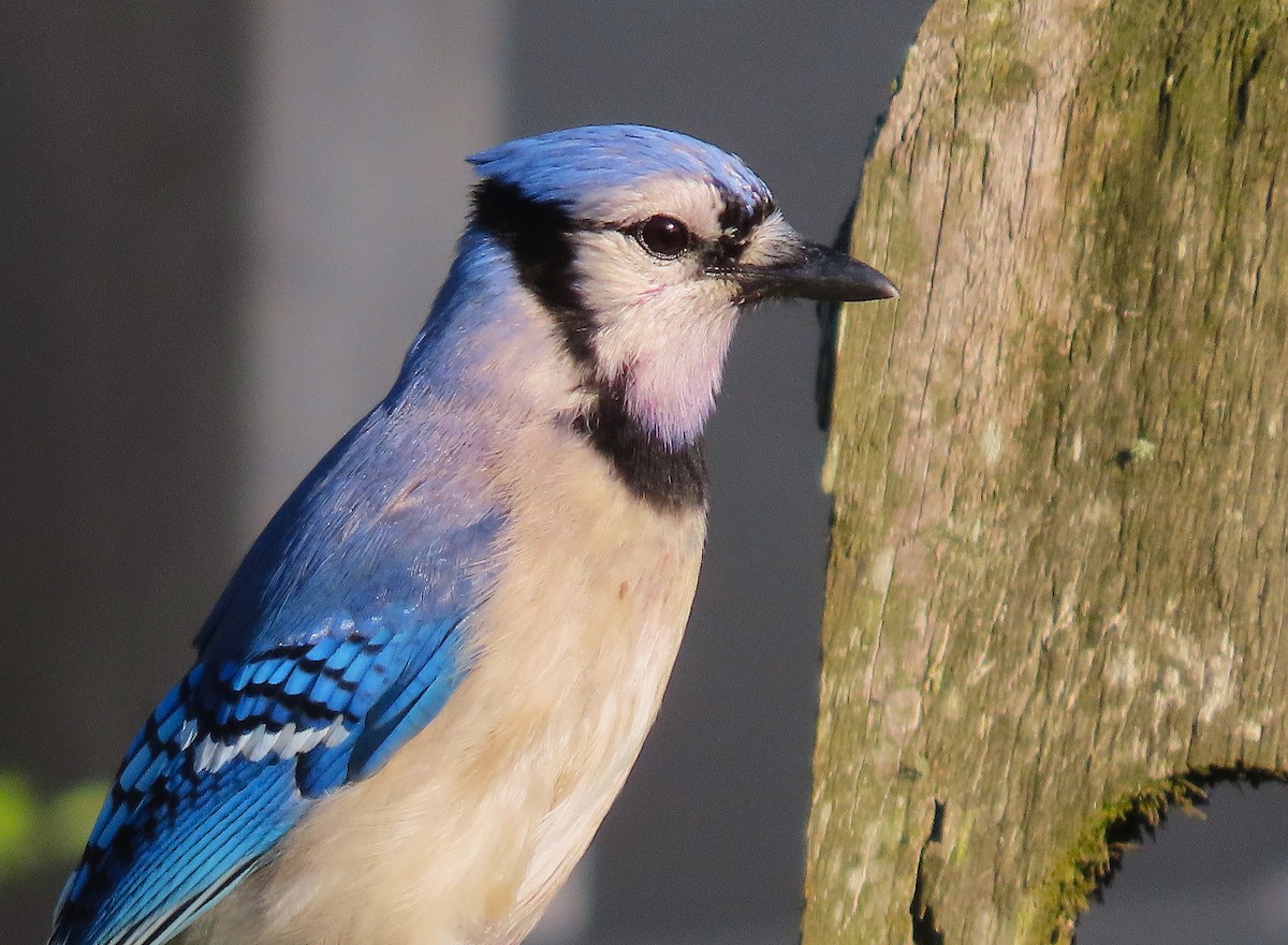 Blue Jay - ML635684806