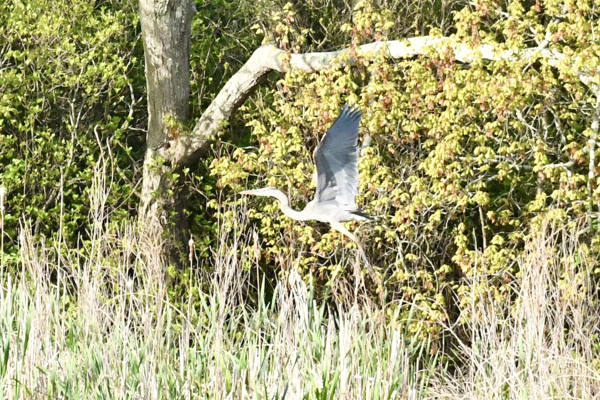 Great Blue Heron - ML635684808