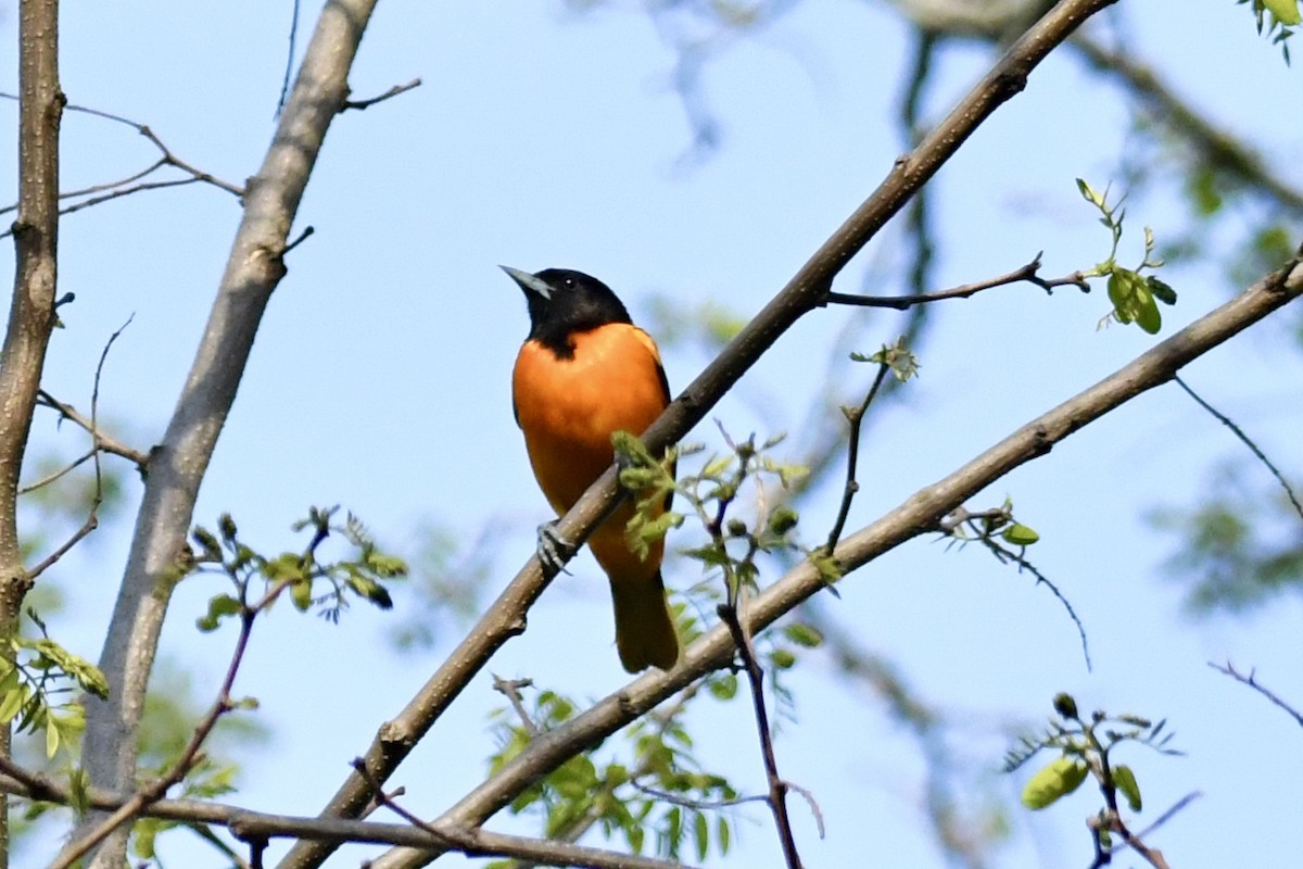 Baltimore Oriole - ML635684838