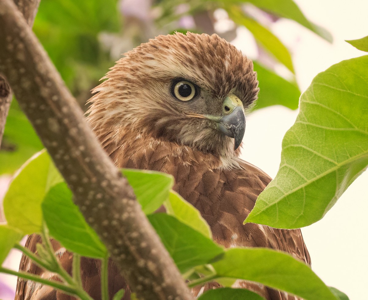 Red-tailed Hawk - ML635684874