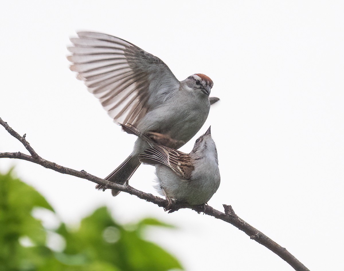 Chipping Sparrow - ML635684901