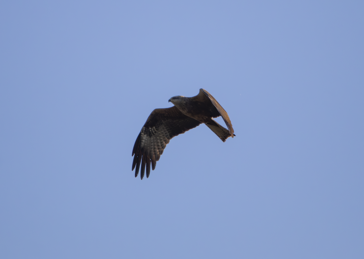 Black Kite - ML635684918