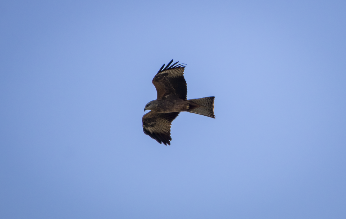 Black Kite - ML635684919
