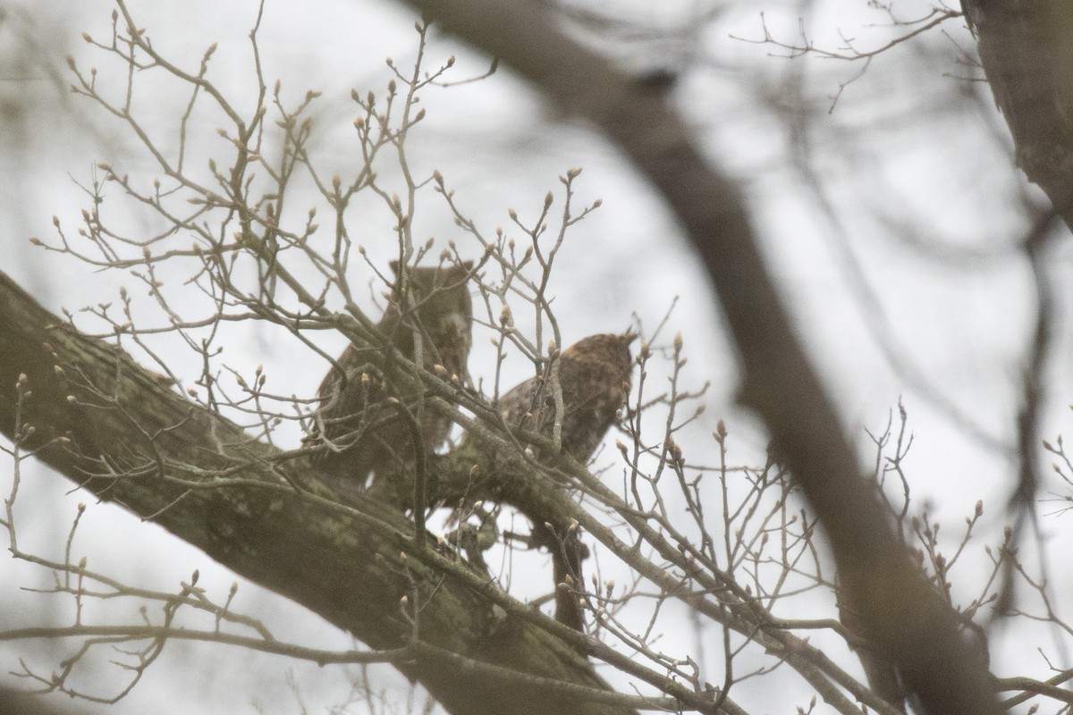 Great Horned Owl - ML635684960