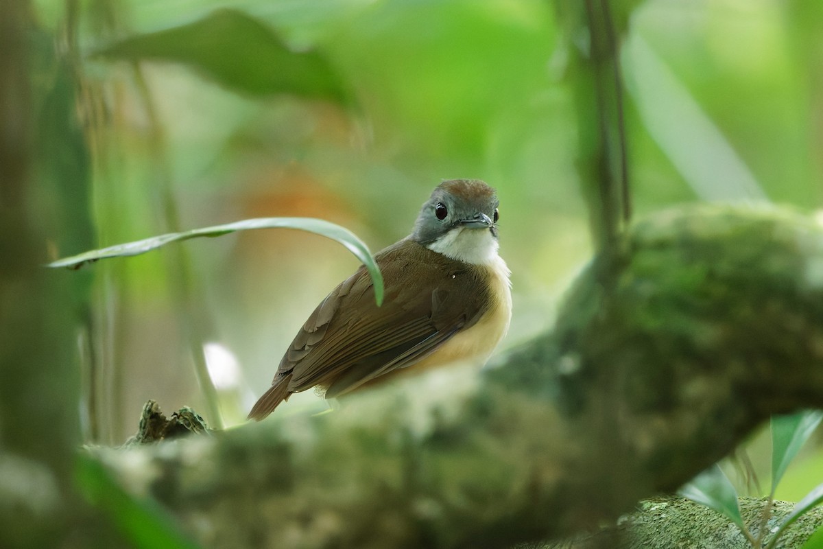 Short-tailed Babbler - ML635684984