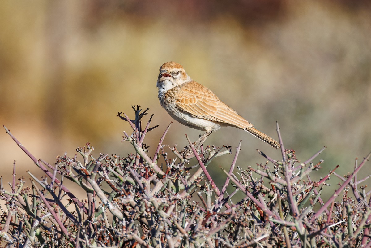 Dune Lark (Barlow's) - ML635685089