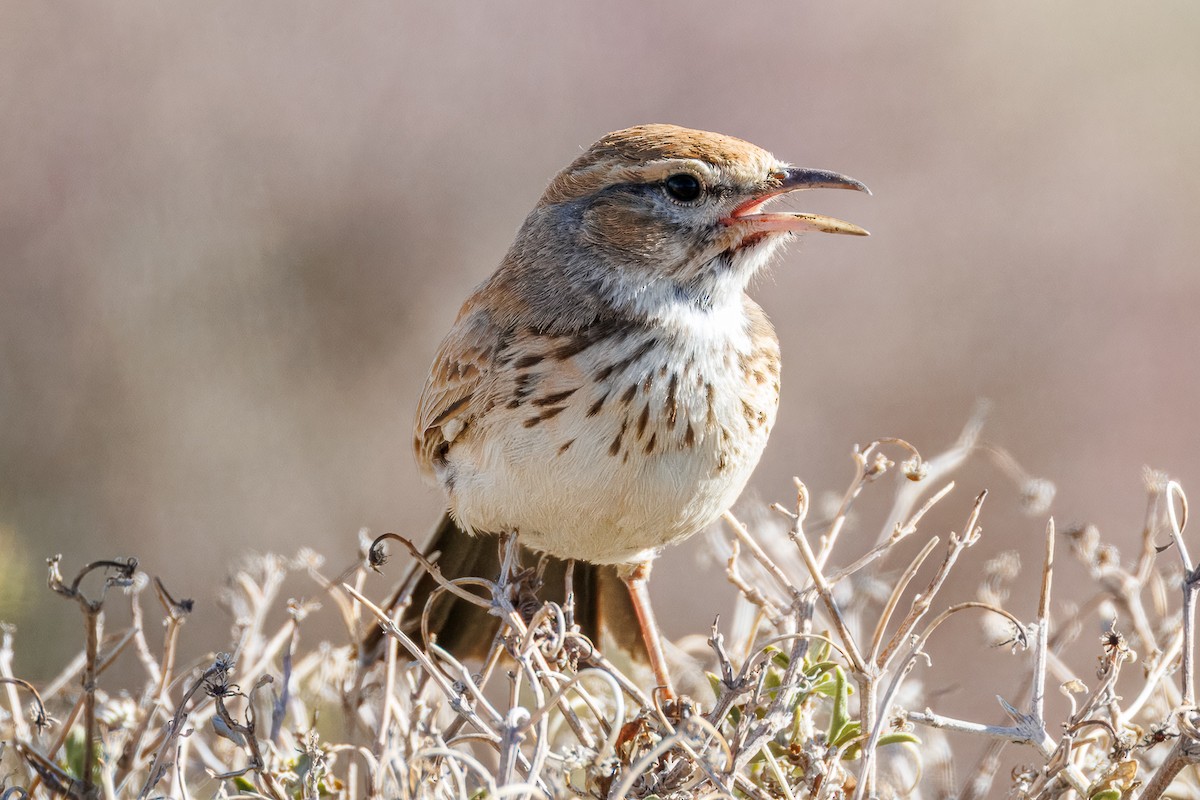 Dune Lark (Barlow's) - ML635685090