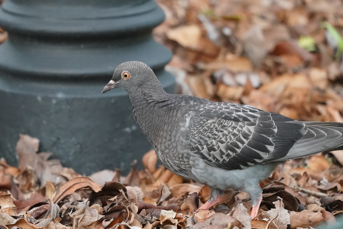 Rock Pigeon (Feral Pigeon) - ML635685128