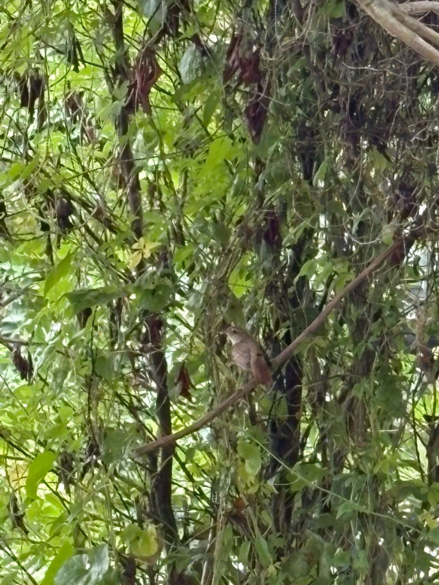 Common Nightingale - ML635685170