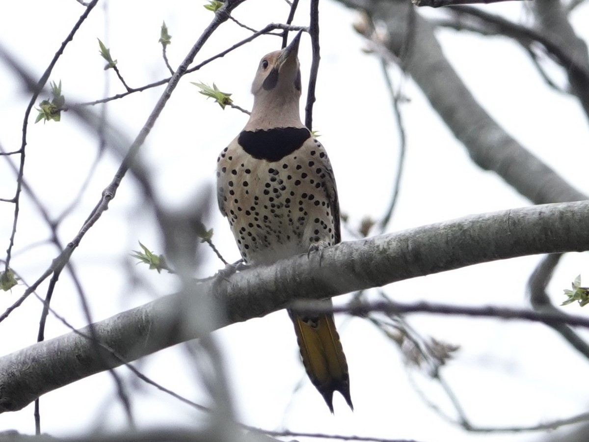 Northern Flicker - ML635685254