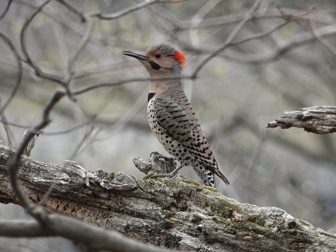 Northern Flicker - ML635685255