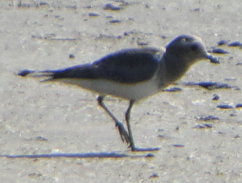 Rufous-chested Dotterel - ML635685266