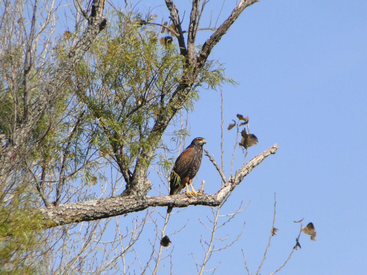 Harris's Hawk - ML635685301