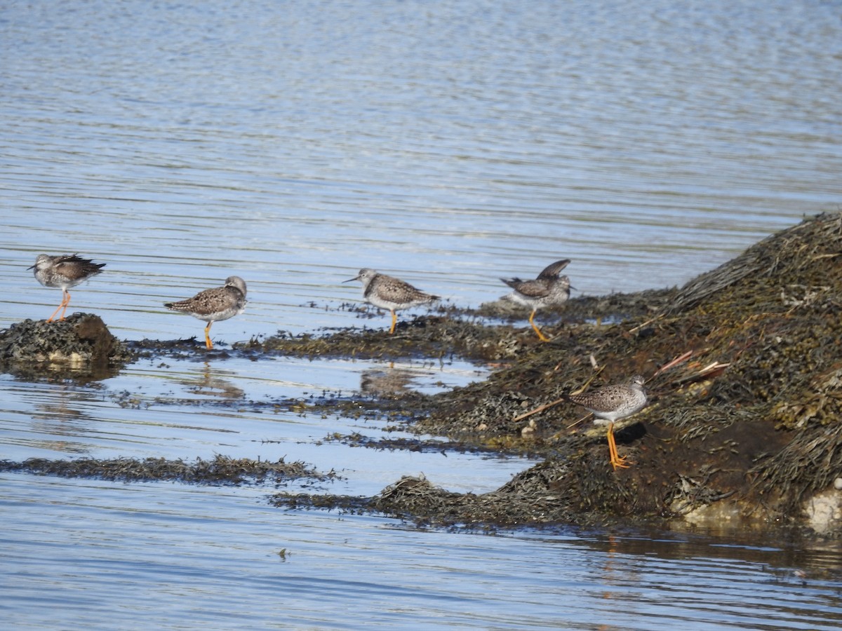 Lesser Yellowlegs - ML635685438