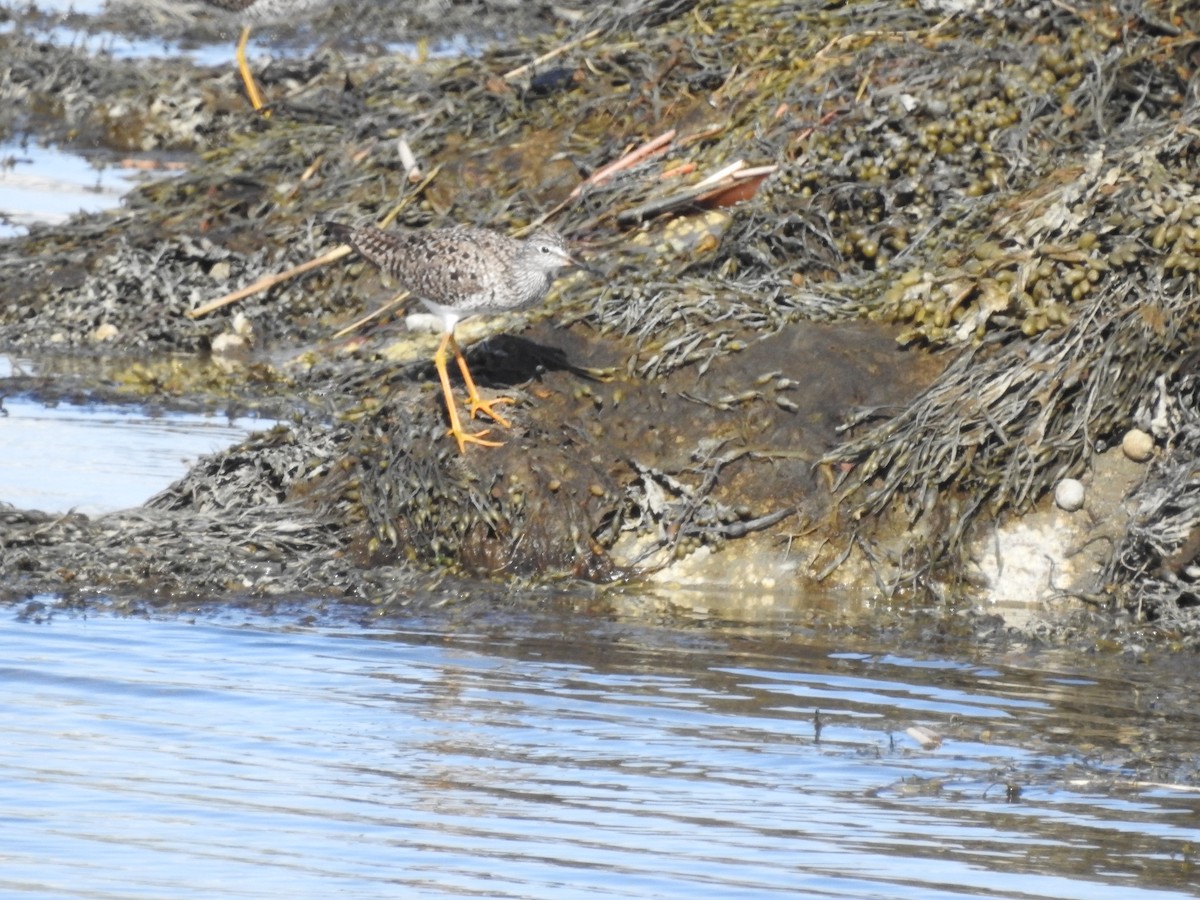 Lesser Yellowlegs - ML635685464
