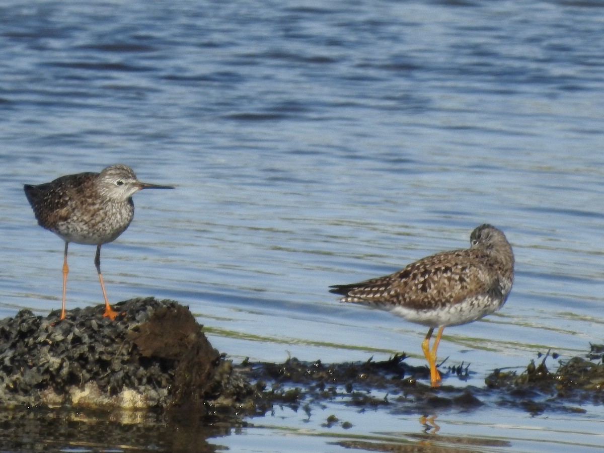 Lesser Yellowlegs - ML635685470