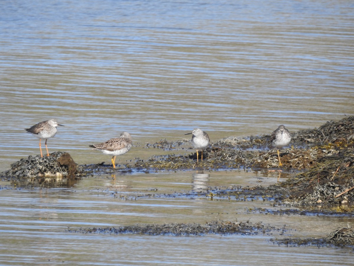 Lesser Yellowlegs - ML635685495