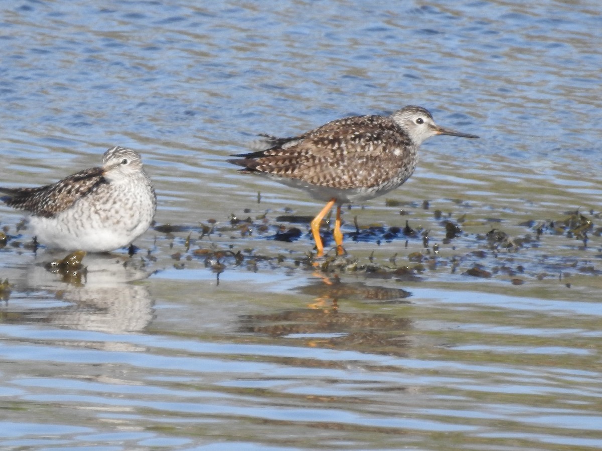 Lesser Yellowlegs - ML635685500