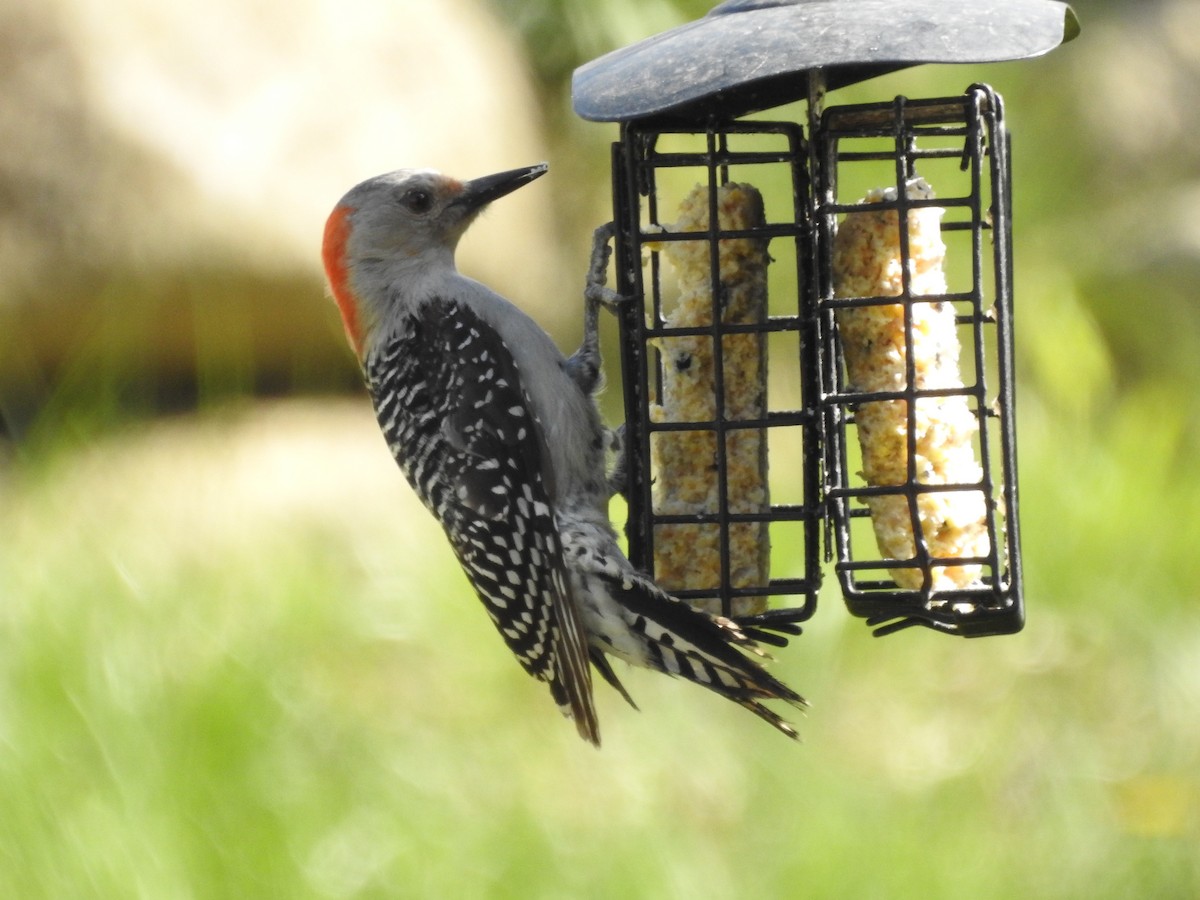Red-bellied Woodpecker - ML635685531